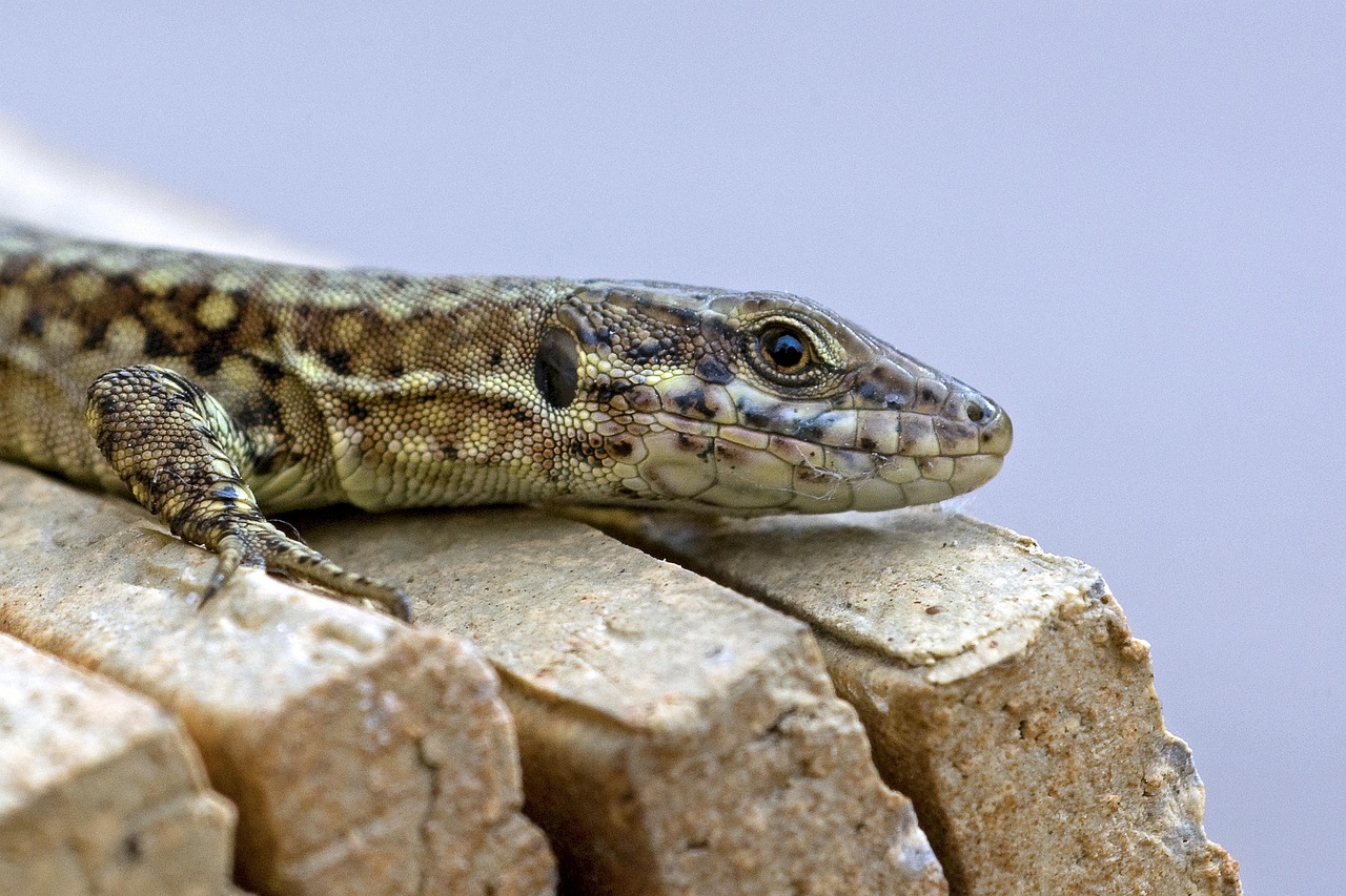 快手实名账号：海关代理注册公司