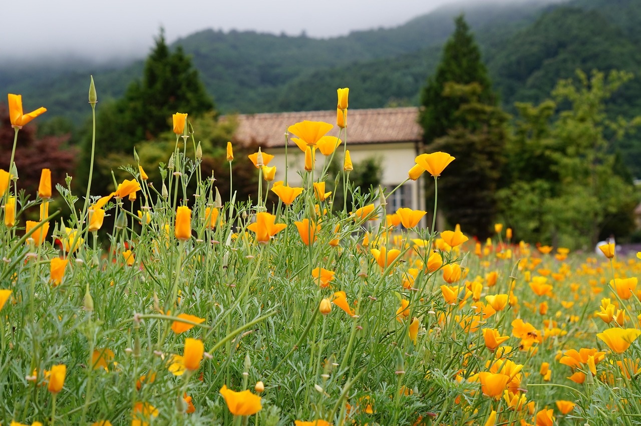 开云团队竞技北京麻花购买平台